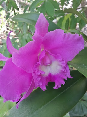 Orchid cattleya