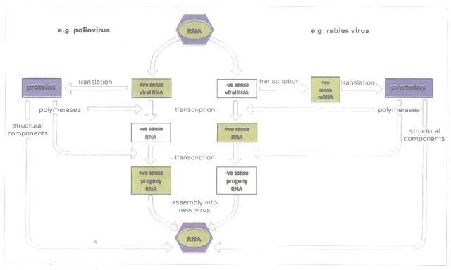 Replication of viral genome