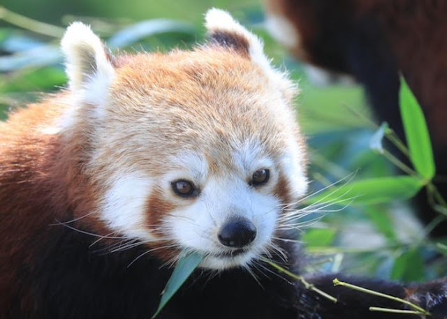 Red Panda - Panda Rojo