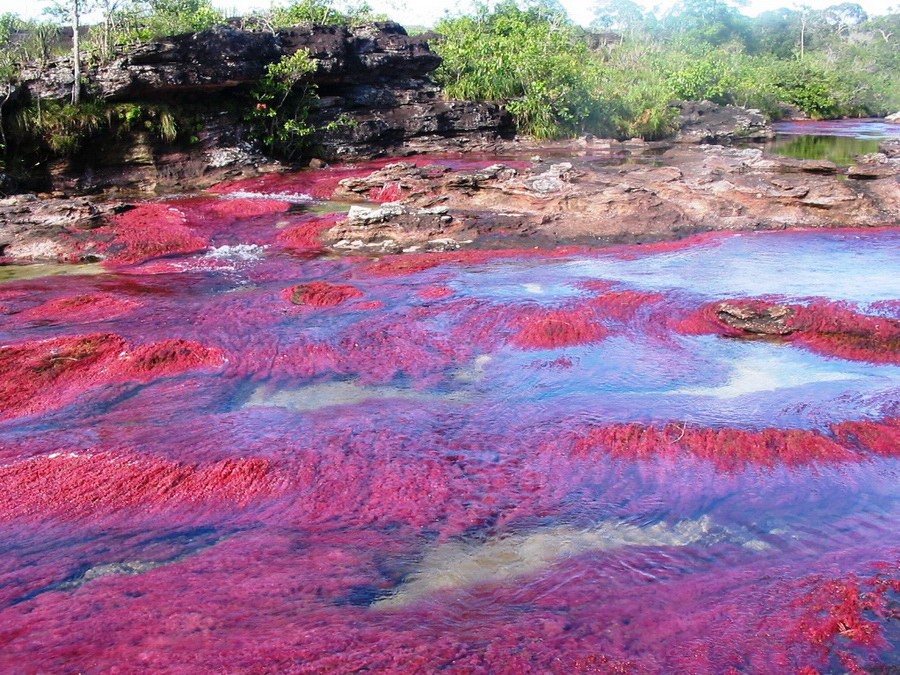 color water crystal river 23 Sungai Kristal   Sungai tercantik di Dunia (16 Gambar)