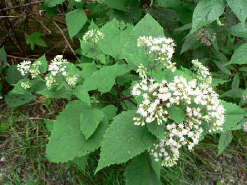 White Snakeroot