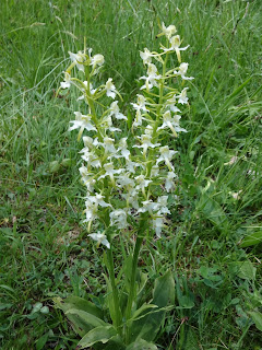 Platanthera chlorantha