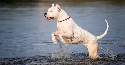 pictures of a dogo argentino