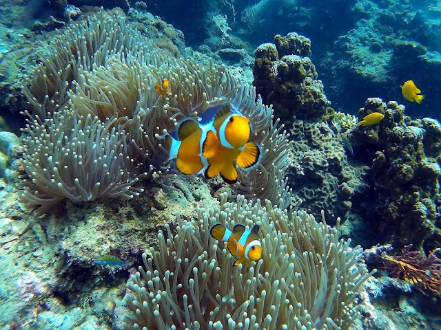 Foto van een anemoonsvis, tijdens duiken op Ko Phi Phi Eilanden