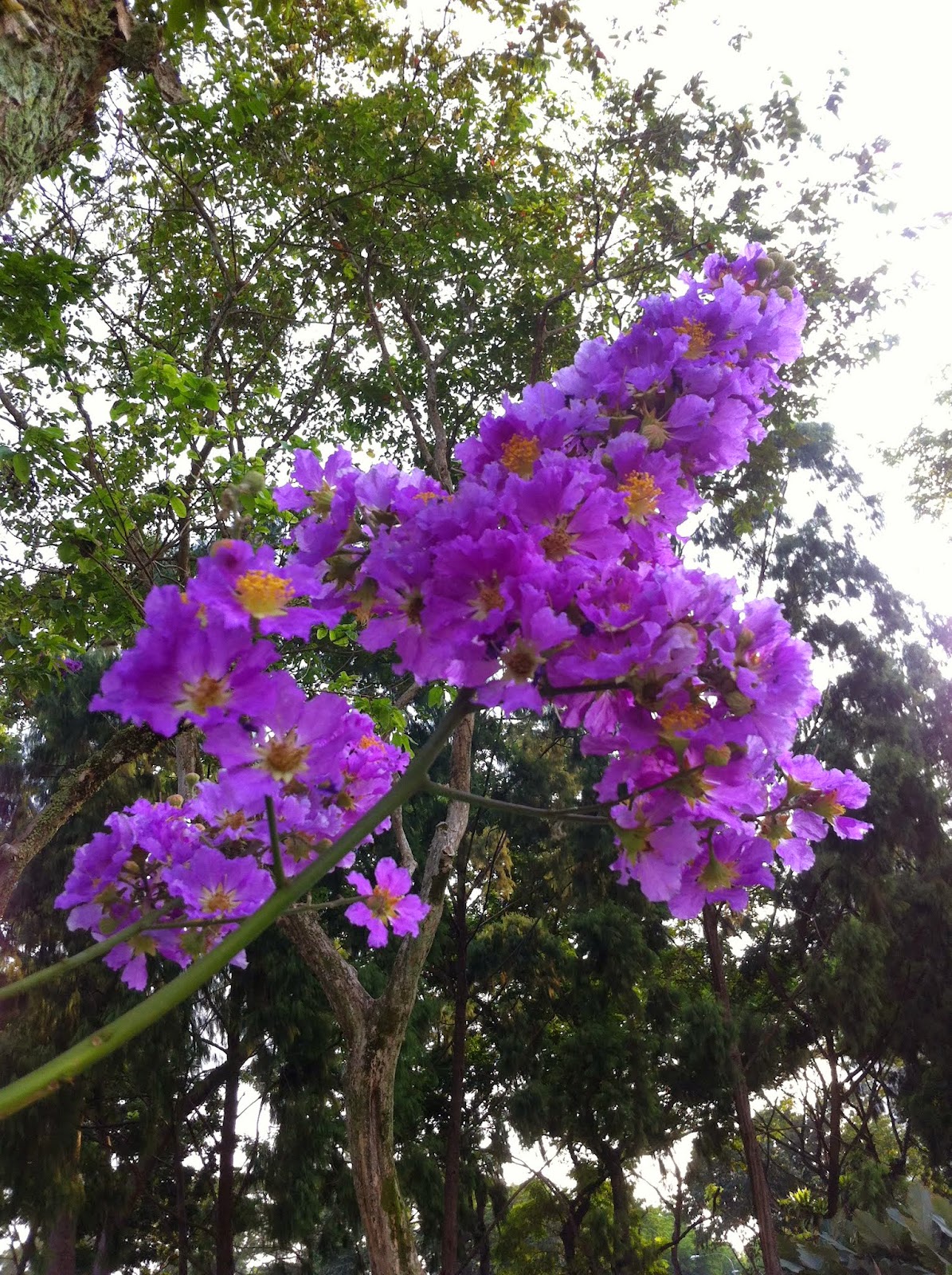 Singapore Plants Lover: Purple Flowers Tree in Bishan Park