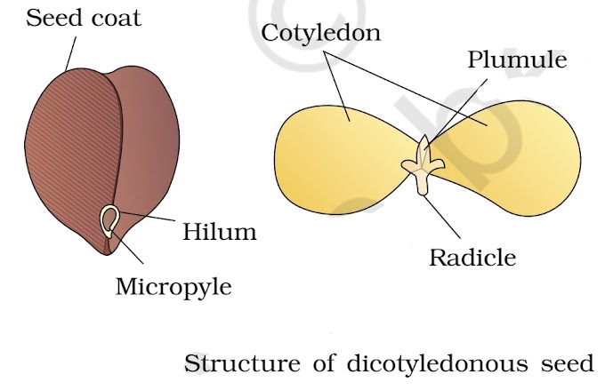 Seed | Note 6 |standard 11| morphology of flowering plants | notes | NCERT| Biology