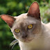 Can Burmese Cats Be Left Alone