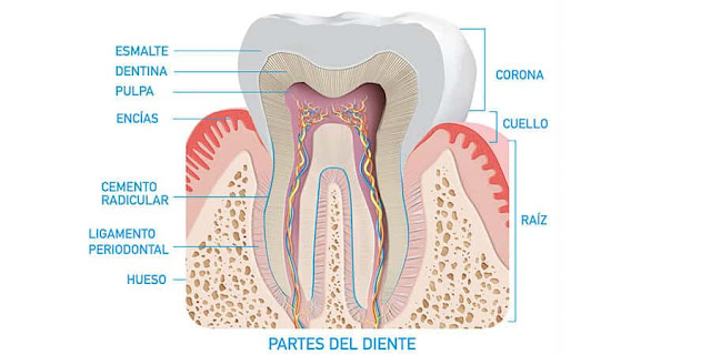 partes dente