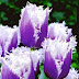 Purple and White Tulips