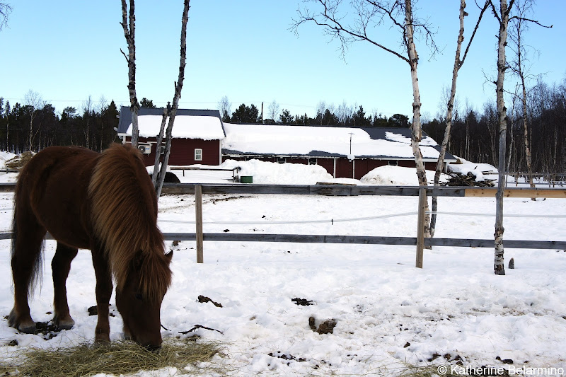 Ofelas Farm Outdoor Winter Activities in Sweden's Lapland