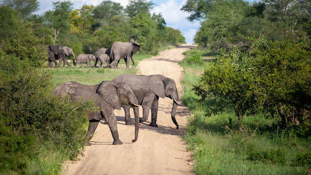 Elephants, Africa, Savannah, Road