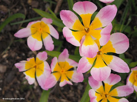 tulips by welaughindoors