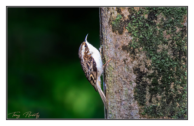 Treecreeper at Clare Glen