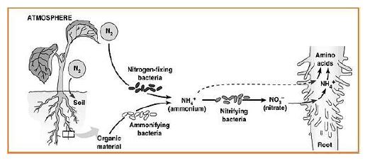 Gambar 12. Bagan Proses Kemosintesis - Sumber: scienceandenvironmentyear3.com