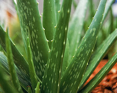 Homemade Fairness Oil aloe vera