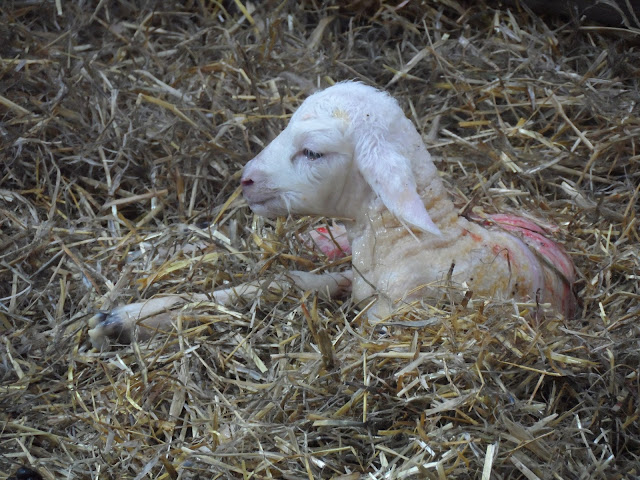 Lambing Season at Coombes Farm