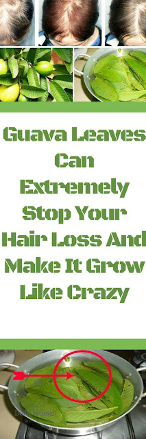 Guava Leaves Can Extremely 100% Stop Your Hair loss And Make It Grow Like Crazy (See How)