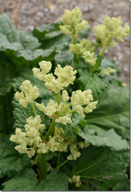 Flowers5