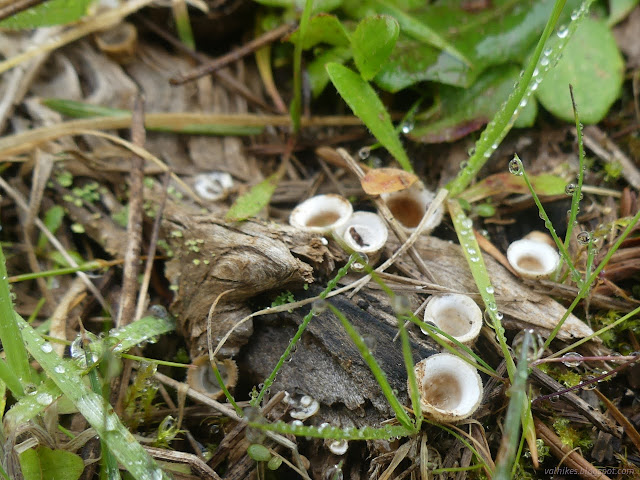 55: cups growing from a bit of wood