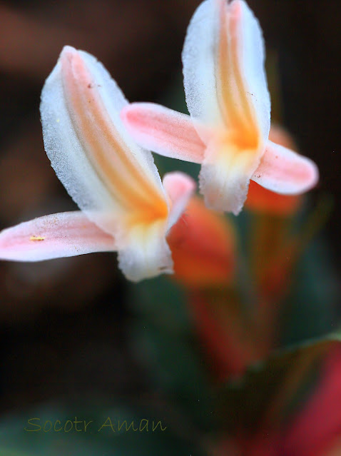 Goodyera biflora