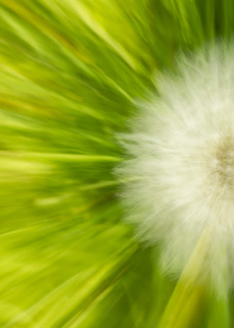 abstract photography, zooming technique, ICM, dandelion