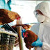 Argentina y Uruguay declararon la emergencia sanitaria por la "Gripe Aviar":
