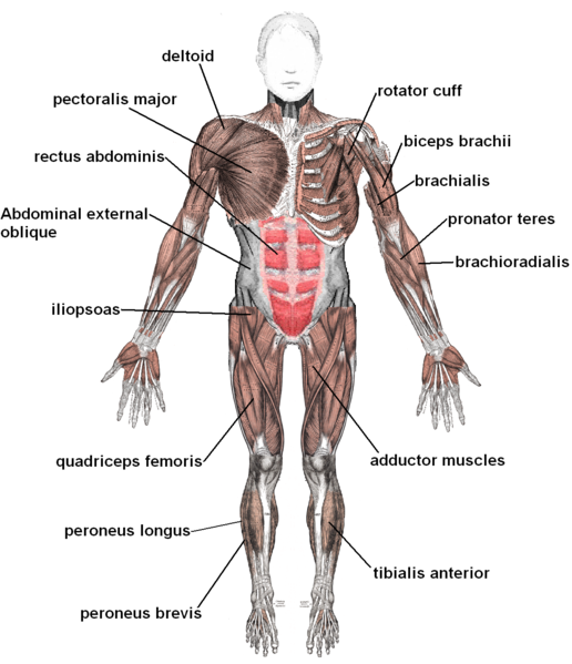 Muscle System Human Diagram  Muscle Physiology Histology Biology