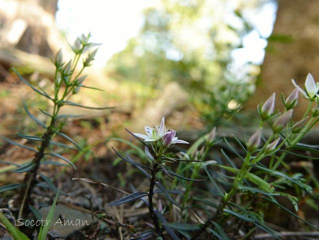 Swertia japonica