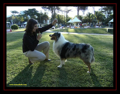 australian shepherd in estoril dog show