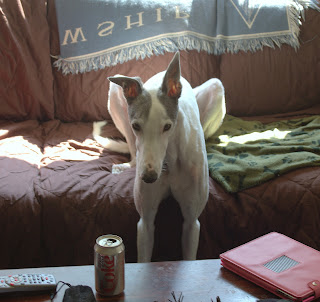 Blue greyhound on couch