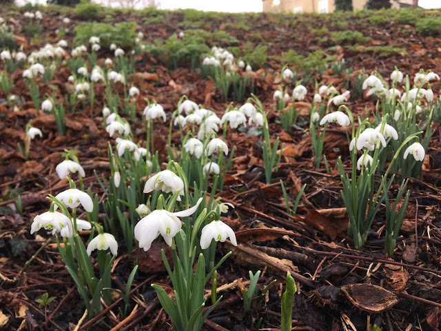 January flowers