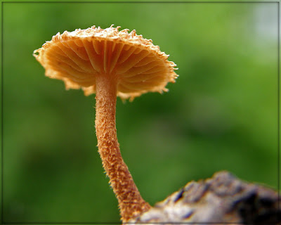 photographing mushrooms