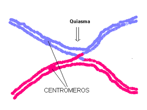 En el paquiteno se hilan los cromosomas homólogos para intercambiar material genético.