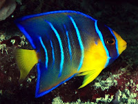 Angelfish Animal Pictures