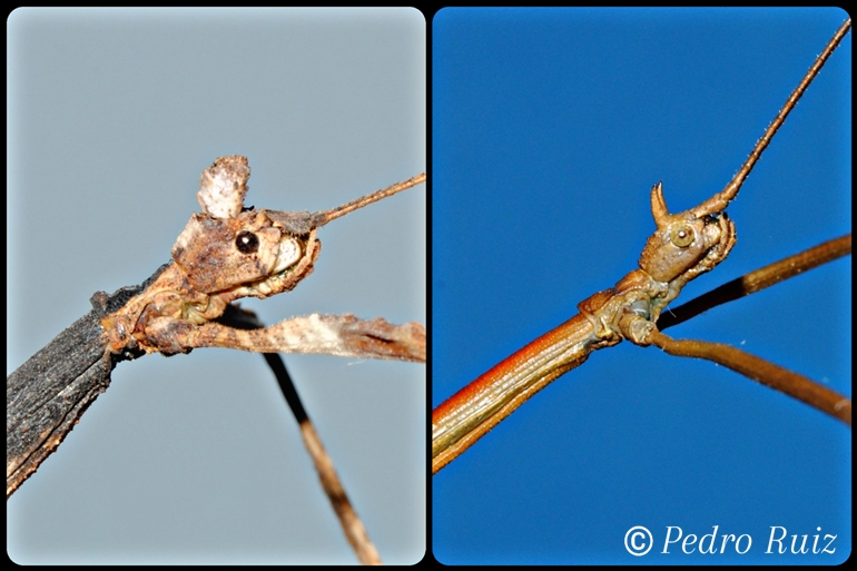 Detalle de la cabeza de una hembra y un macho de Phenacephorus Latifemur