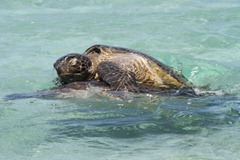 2010.10.28 at 12h07m30s Lady Montagu Island