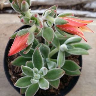 Echeveria pulvinata