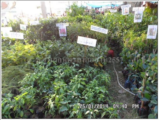 'งานเกษตรภาคอีสาน ขอนแก่น 2557