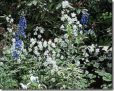Delphinium_BlueBrid_Bellflowers