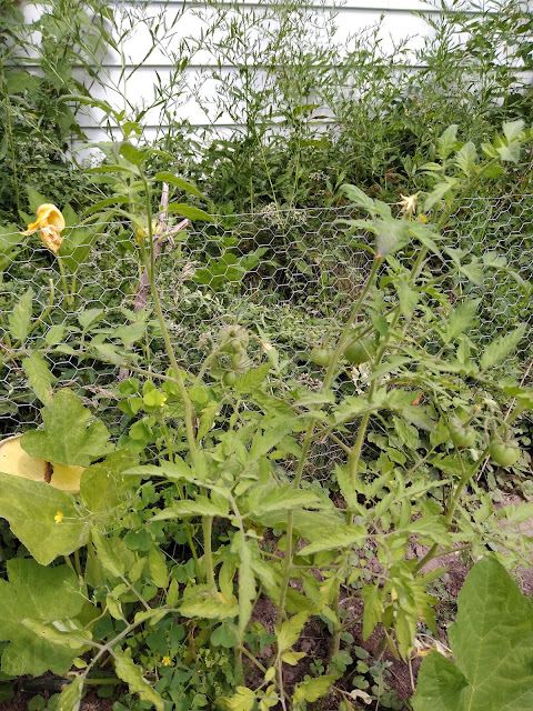 The tomato shot right up, and started putting out fruits! can't wait till they are ripe!