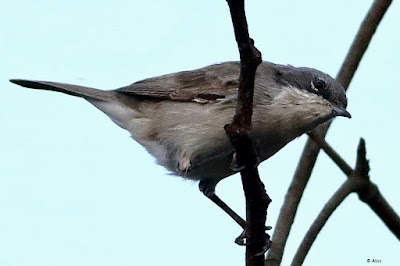 "Lesser Whitethroat - Sylvia curruca winter visitor perched on a leafless branch late evening."