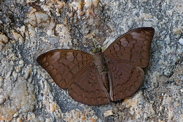 Tanaecia jahnu the Plain Earl butterfly