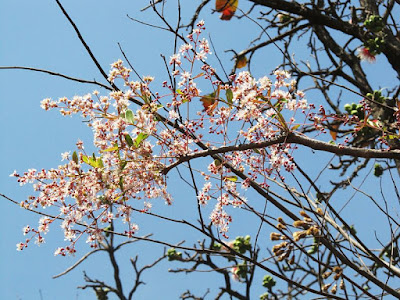 LAGERSTROEMIA PARVIFLORA