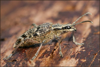 Skujkoku ligzdu koksngrauzis (Rhagium inquisitor)