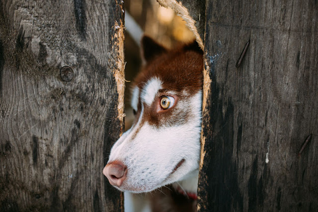 A guide to negative reinforcement in dog training, illustrated by a handsome Husky sticking his head through a fence