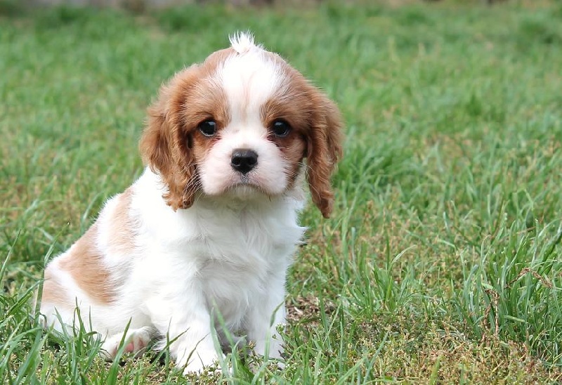 Photo Chien Cavalier King Charles Adulte