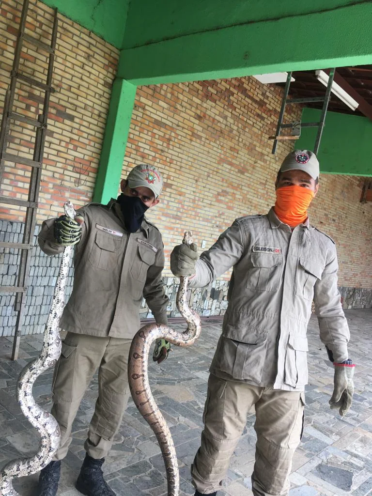Bombeiros alertam aumento de resgate de cobras na área urbana