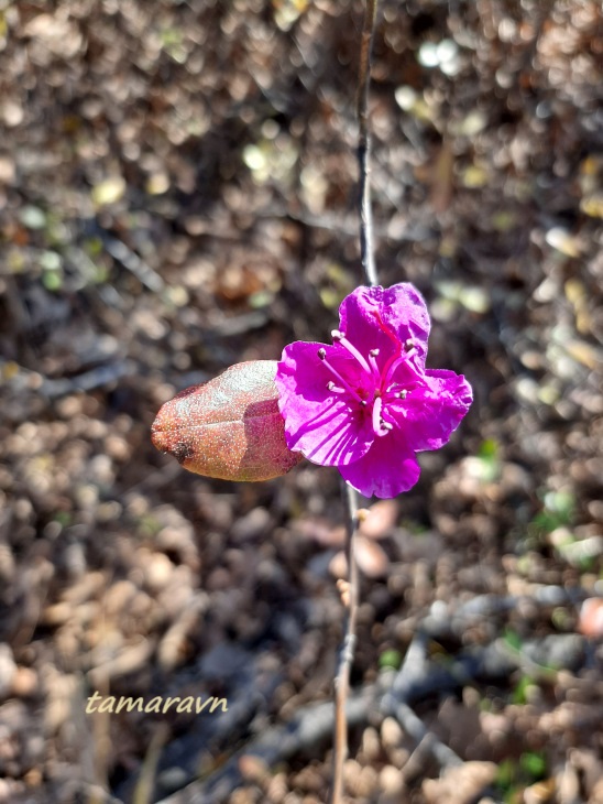 Рододендрон остроконечный (Rhododendron mucronulatum)