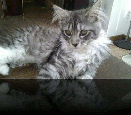 the maine black and white photoshoot. Black silver kitten - Ffion