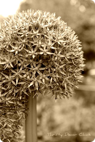 sepia picnik